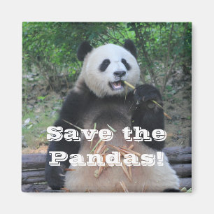 Reuzenpanda's redden Magnet