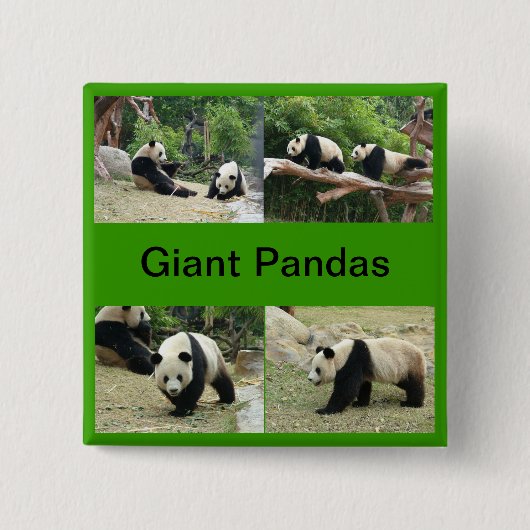 Reuzenpanda's Vierkante Button 5,1 Cm (Voorkant)
