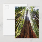 Reuzenredwoods Briefkaart (Voorkant / Achterkant)