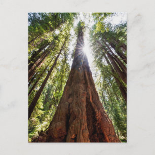 Reuzenredwoods Briefkaart