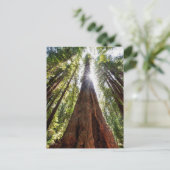 Reuzenredwoods Briefkaart (Staand voorkant)