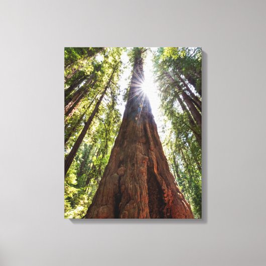 Reuzenredwoods Canvas Afdruk (Voorkant)