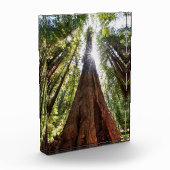 Reuzenredwoods Fotoblokken (Links)