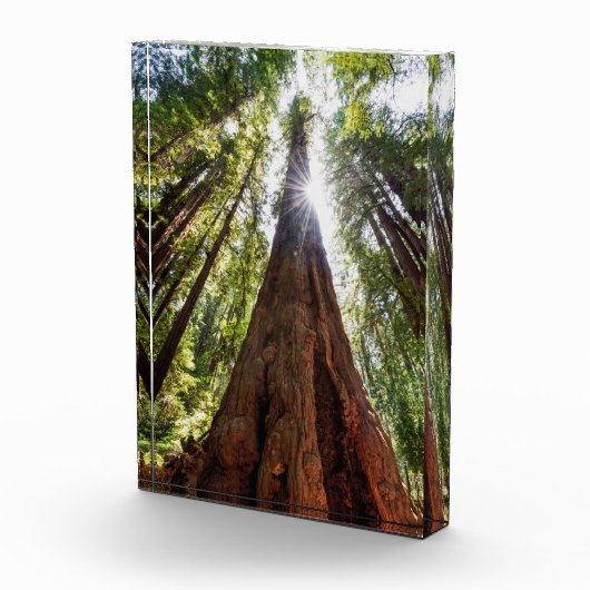 Reuzenredwoods Fotoblokken (Rechts)