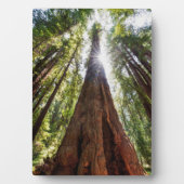 Reuzenredwoods Fotoplaat (voorkant)