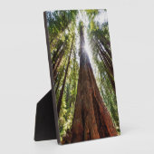 Reuzenredwoods Fotoplaat (Zijkant)
