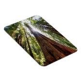 Reuzenredwoods Magneet (Rechterzijde)