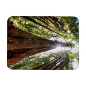 Reuzenredwoods Magneet (Horizontaal)