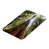 Reuzenredwoods Magneet (Linkerzijde)