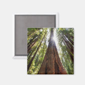 Reuzenredwoods Magneet (Voorkant / Achterkant)