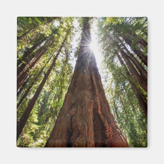 Reuzenredwoods Magneet (Voorkant)