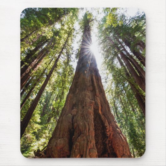 Reuzenredwoods Muismat (Voorkant)