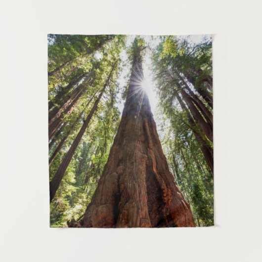 Reuzenredwoods Wandkleed (Voorkant)