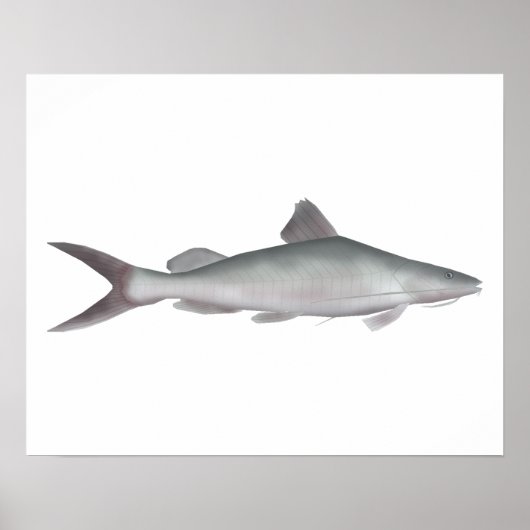 Reuzenriviermeerval Poster (Voorkant)