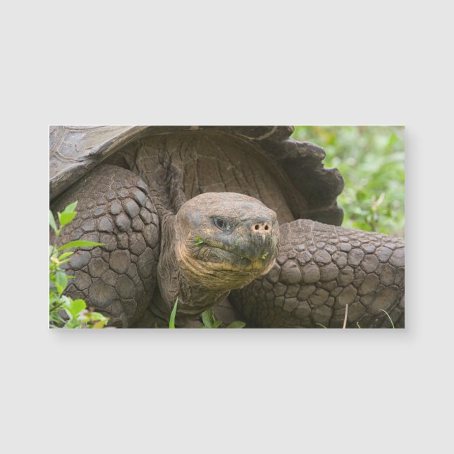 Reuzenschildpad (Voorkant)