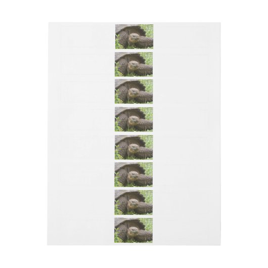 Reuzenschildpad Adreslabel Wikkel (Vel)