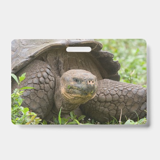 Reuzenschildpad Badge (Voorzijde)