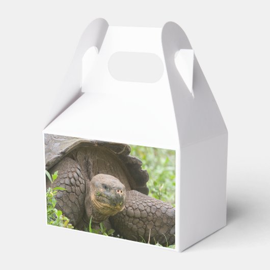 Reuzenschildpad Bedankdoosjes (Achterkant)