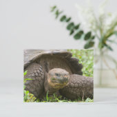 Reuzenschildpad Briefkaart (Staand voorkant)