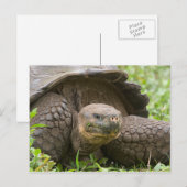 Reuzenschildpad Briefkaart (Voorkant / Achterkant)