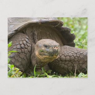 Reuzenschildpad Briefkaart