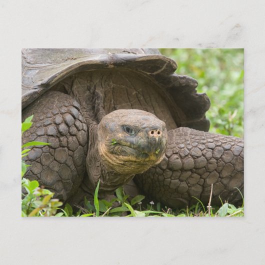 Reuzenschildpad Briefkaart (Voorkant)