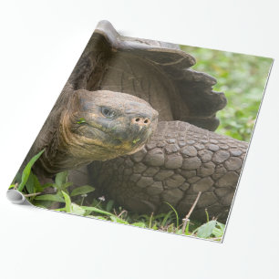 Reuzenschildpad Cadeaupapier