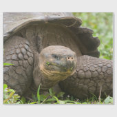 Reuzenschildpad Cadeaupapier (Vlak)