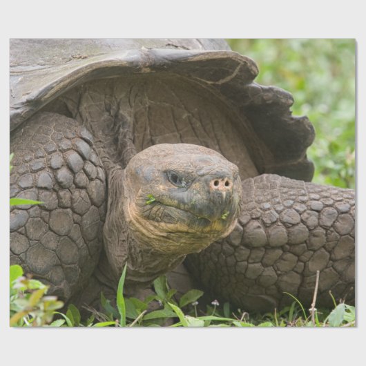 Reuzenschildpad Cadeaupapier (Vlak)