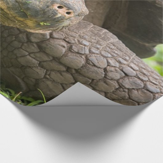 Reuzenschildpad Cadeaupapier (Hoek)