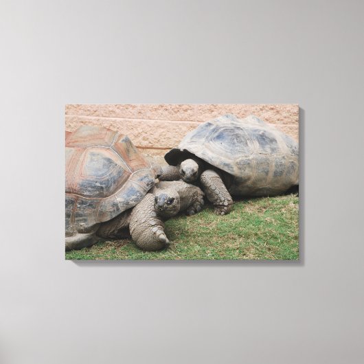 reuzenschildpad canvas afdruk (Voorkant)
