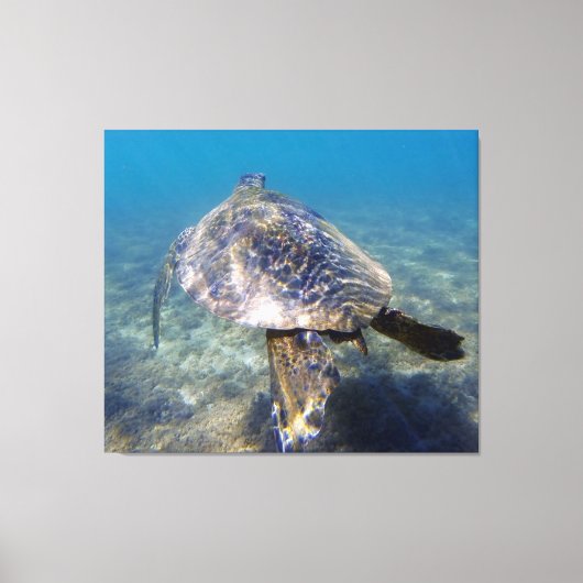 Reuzenschildpad Canvas Afdruk (Voorkant)