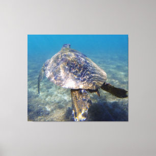 Reuzenschildpad Canvas Afdruk