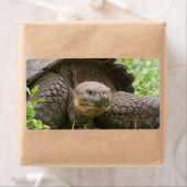 Reuzenschildpad Etiket (Insitu)