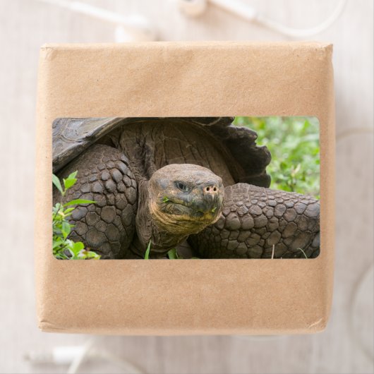 Reuzenschildpad Etiket (Insitu)