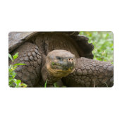 Reuzenschildpad Etiket (Voorkant)