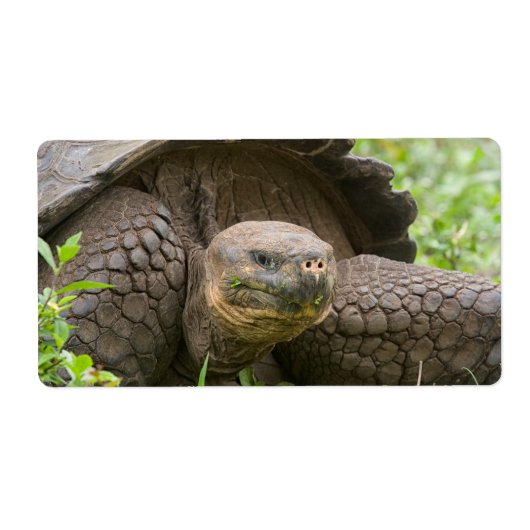 Reuzenschildpad Etiket (Voorkant)