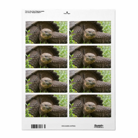 Reuzenschildpad Etiket (Full Sheet)