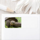 Reuzenschildpad Etiket (Insitu)