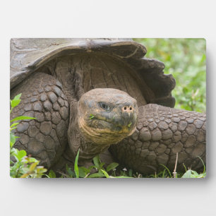 Reuzenschildpad Fotoplaat