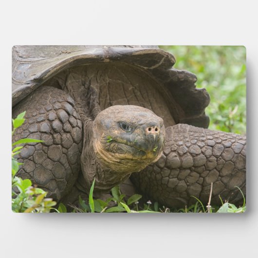 Reuzenschildpad Fotoplaat (voorkant)