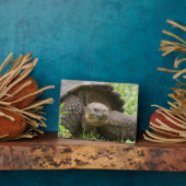 Reuzenschildpad Fotoplaat (Zijkant)
