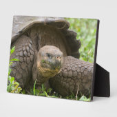 Reuzenschildpad Fotoplaat (Zijkant)