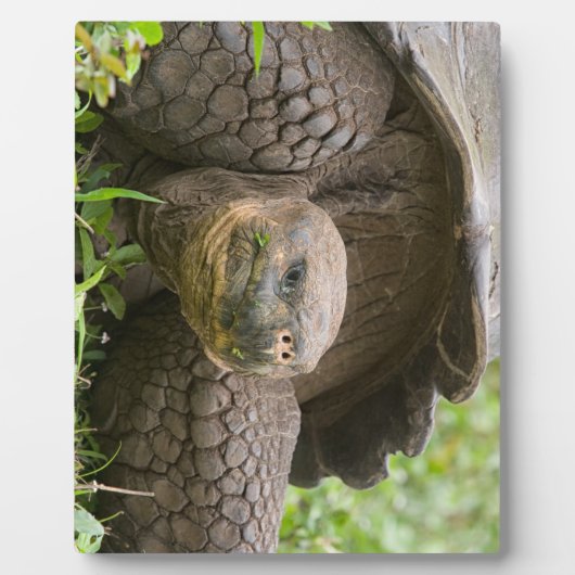 Reuzenschildpad Fotoplaat (Voorkant)