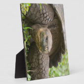 Reuzenschildpad Fotoplaat (Zijkant)