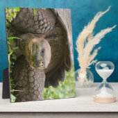 Reuzenschildpad Fotoplaat (Zijkant)