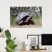 Reuzenschildpad | Galapagos Poster (Thuiskantoor)