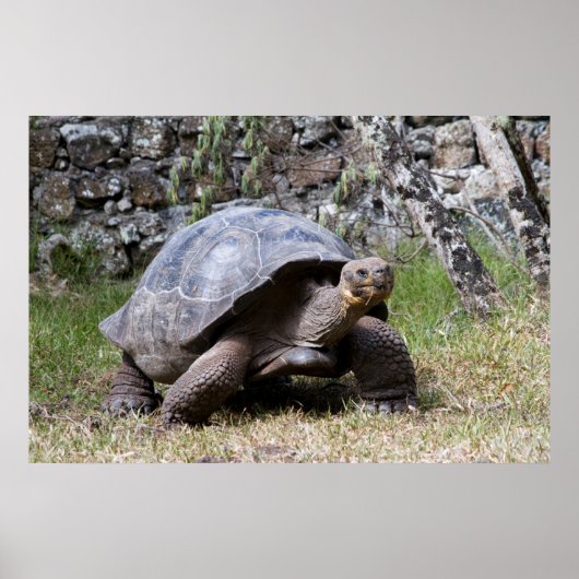 Reuzenschildpad | Galapagos Poster (Voorkant)