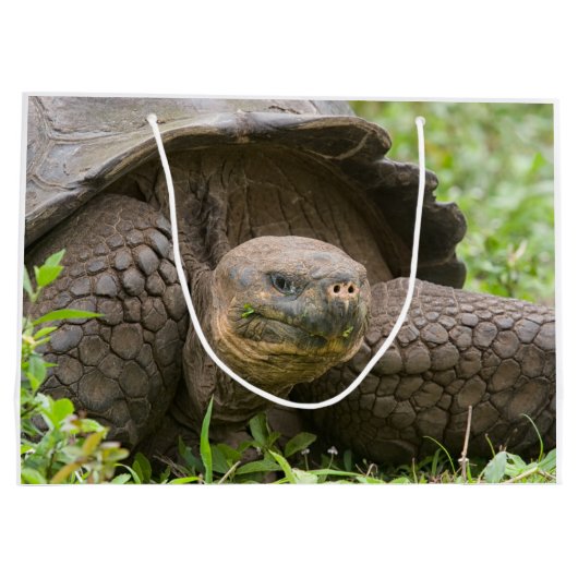 Reuzenschildpad Groot Cadeauzakje (Achterkant)