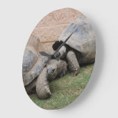 reuzenschildpad grote klok (Hoek)